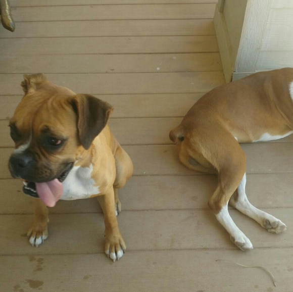 Meet your Posher, Lovely Lotus Vintage - Picture 5 of 6